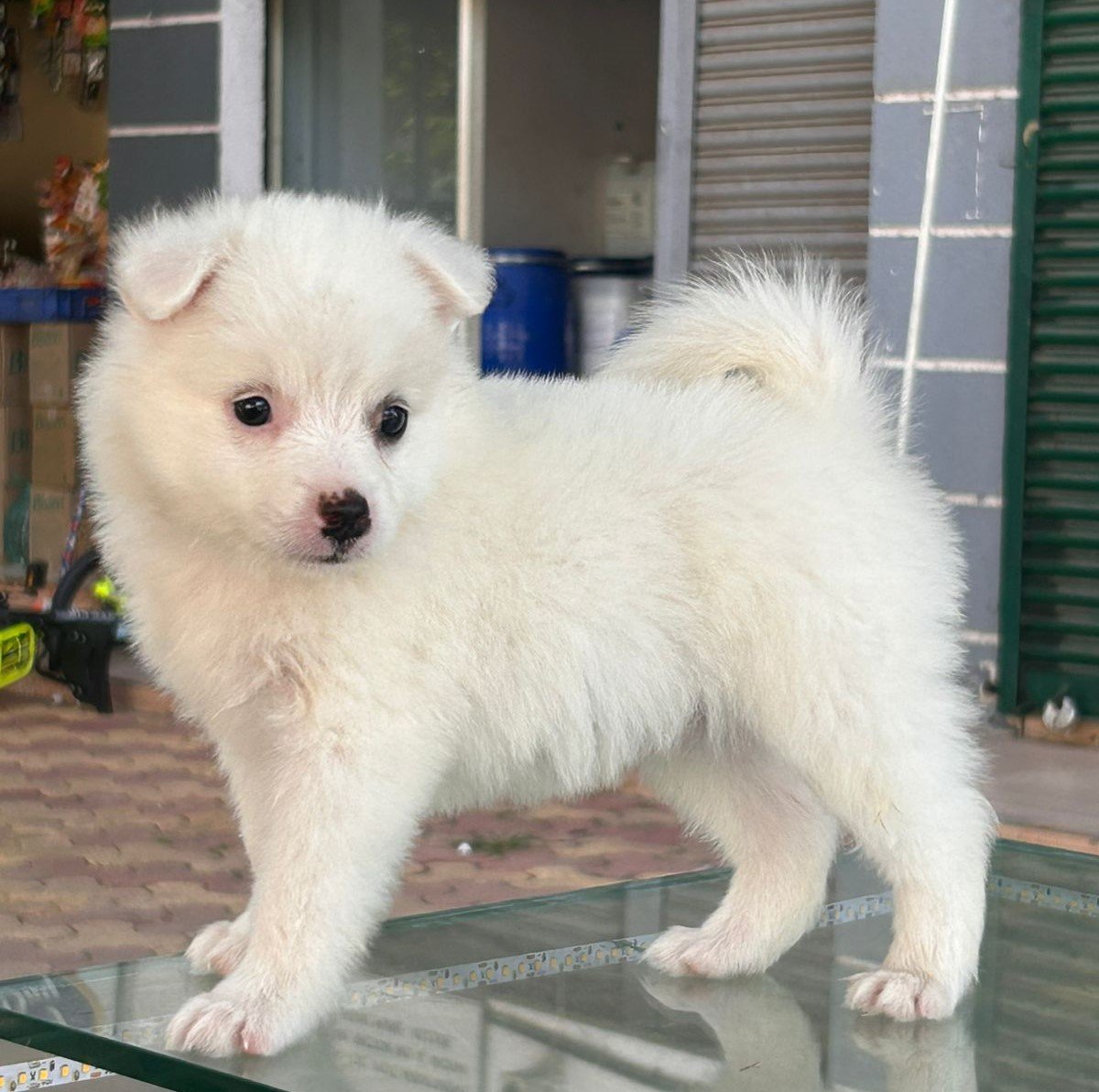 Pomeranian pet shop in pune