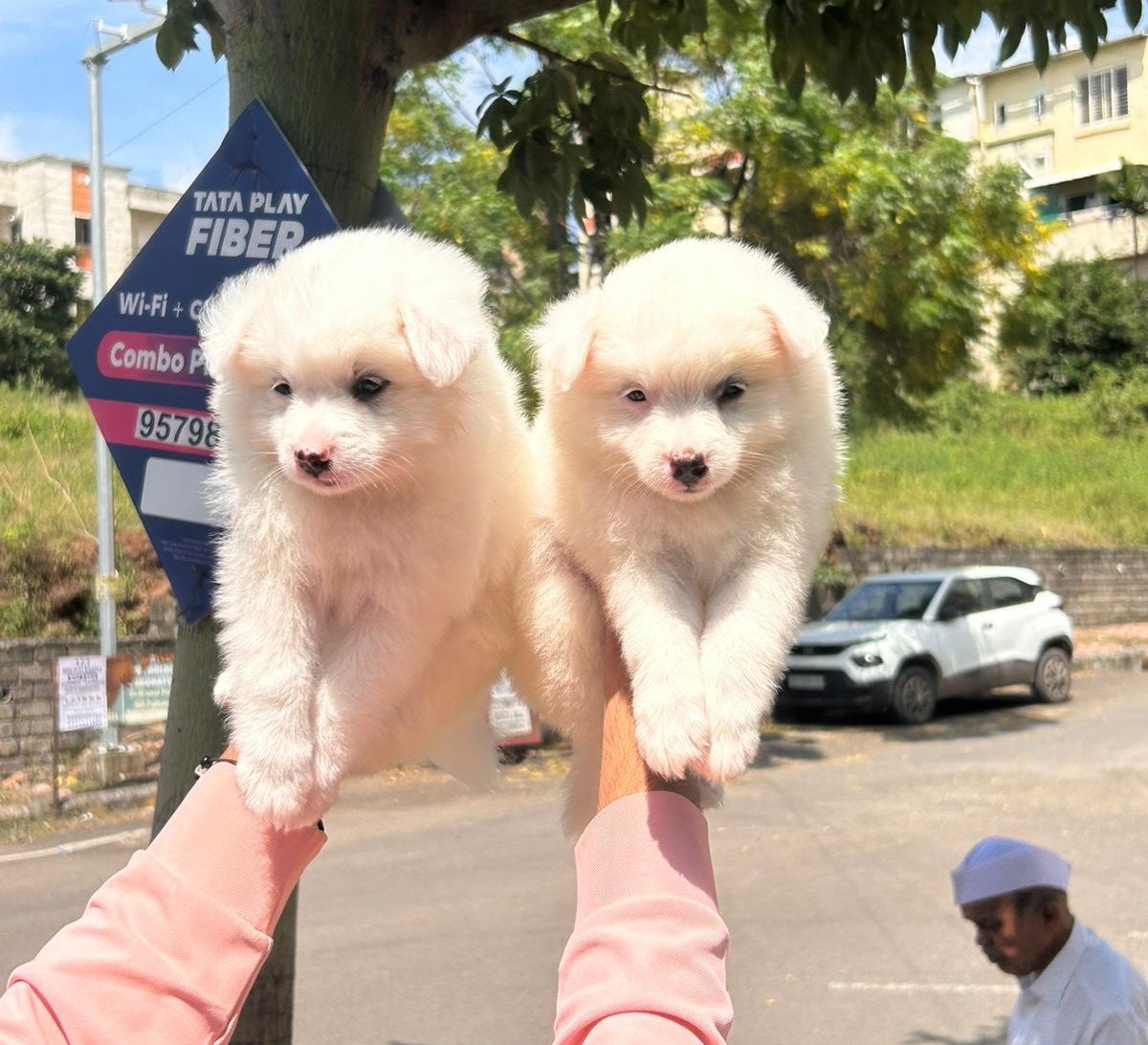 Pomeranian pet price in pune
