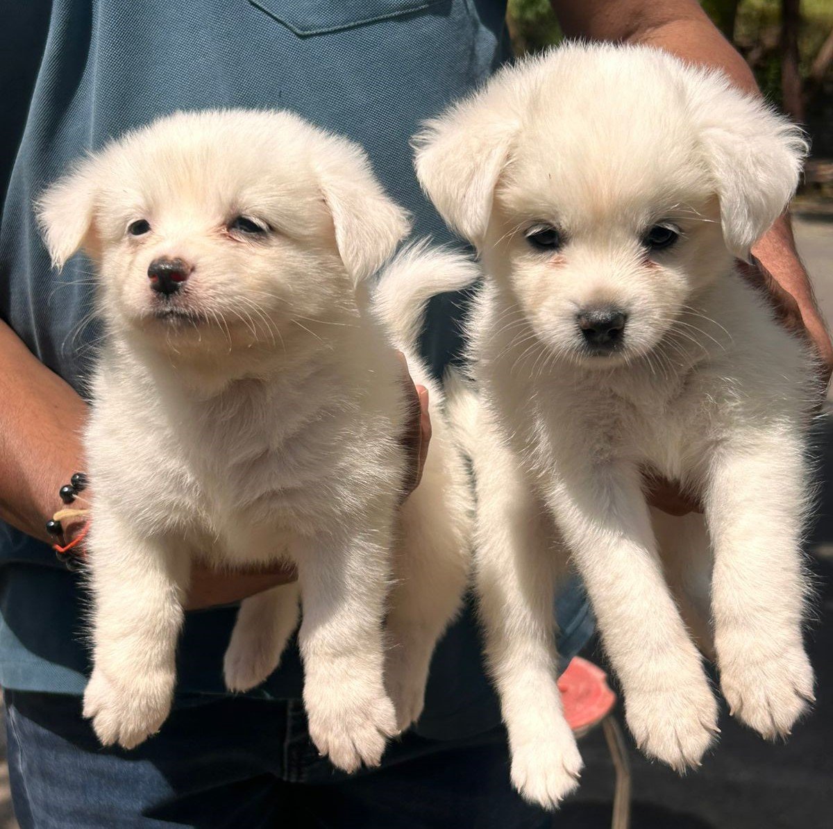 Pomeranian male puppy price in pune