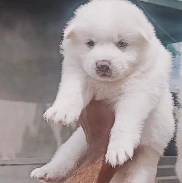 Pomeranian female puppies for sale in pune