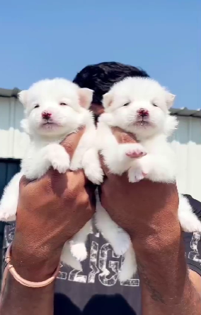 Pomeranian for sale in Mumbai.