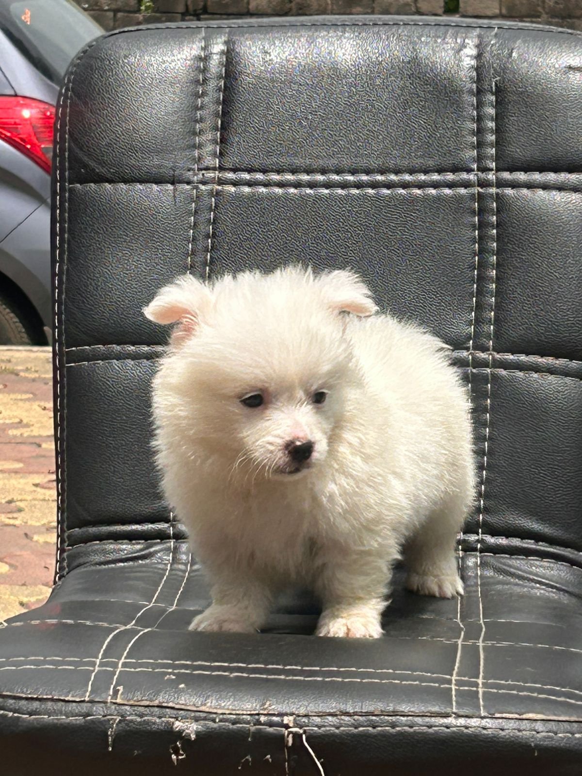 pomeranian female puppies for sale in goa