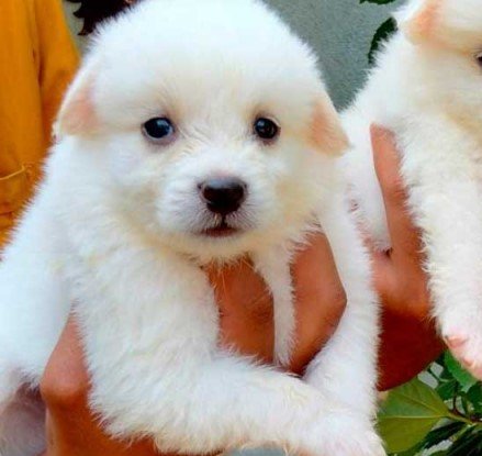 buy pomeranian puppies in jaipur