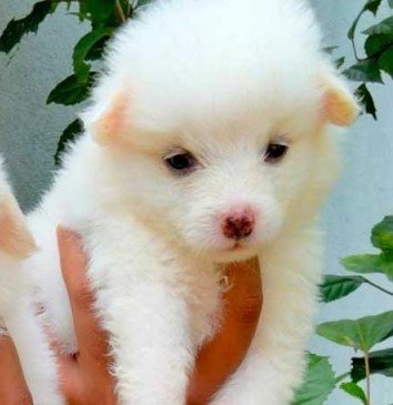 pomeranian puppies for sale in jaipur