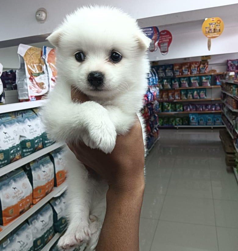 pomeranian pet shop in jaipur