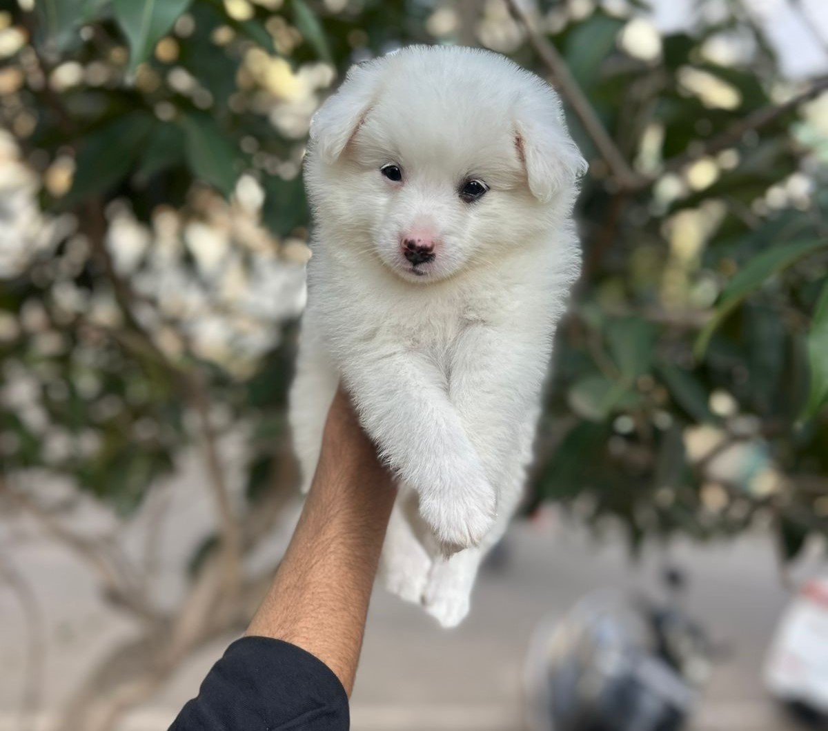 pomeranian dog price in jaipur