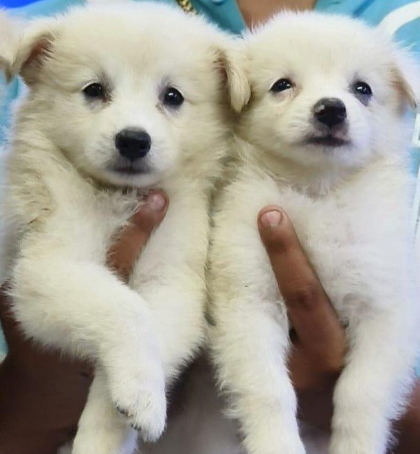 pomeranian male puppies available for sale in vizag