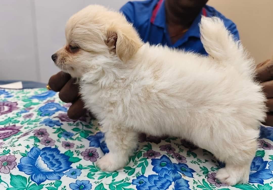 pomeranian puppies for sale online in vizag