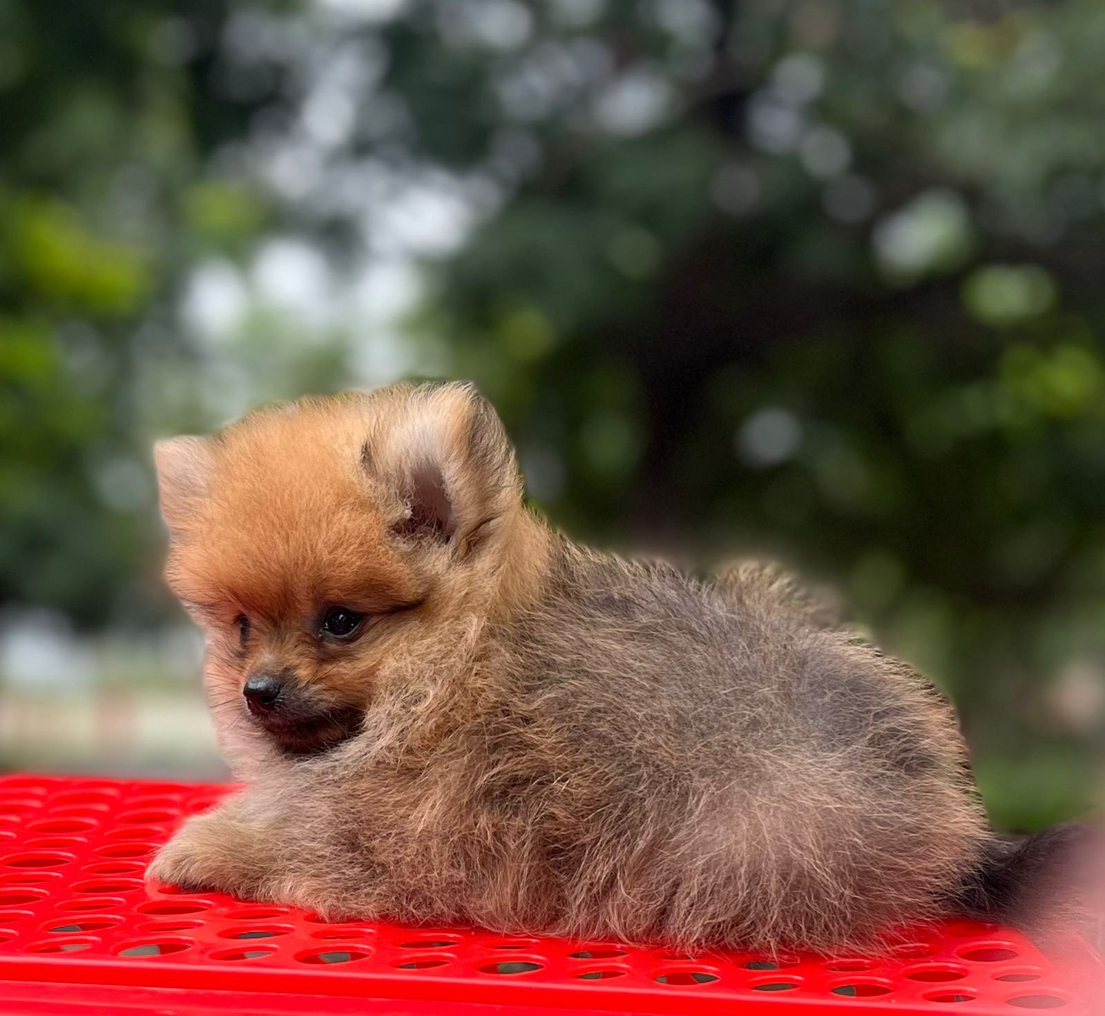 pomeranian pet shop in vizag