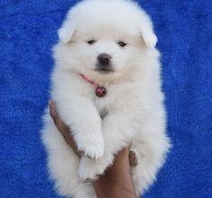 pure breed pomeranian puppies price in vizag