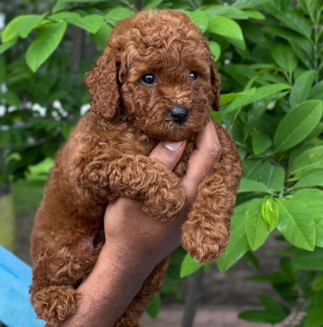 Poodle female puppies price in mumbai