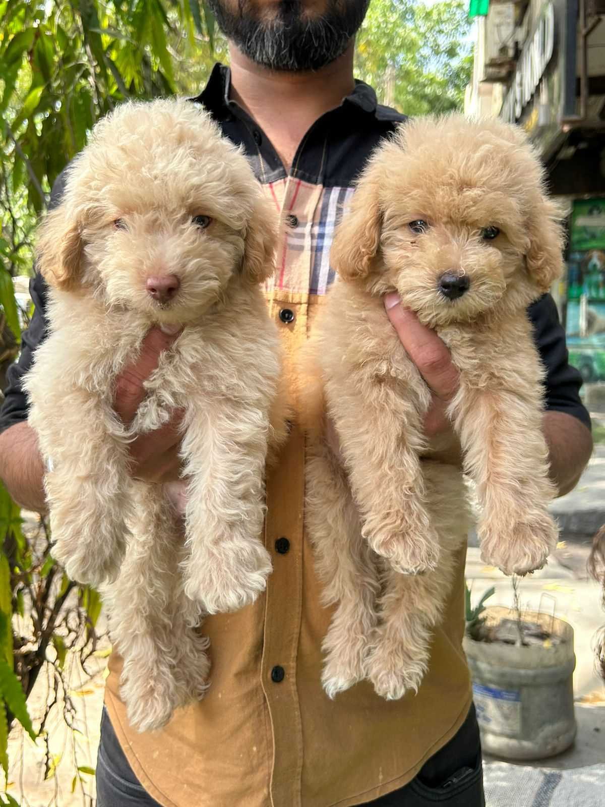 Poodle male puppies for sale in mumbai 