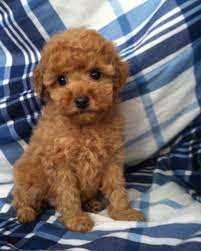 Poodle female puppies for sale in mumbai