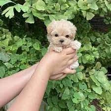 Poodle male puppies for sale in ahmedabad