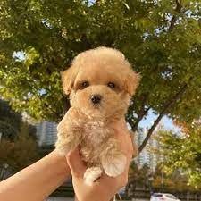 Poodle female puppies for sale in ahmedabad