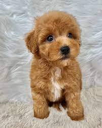 Poodle male puppies price in ahmedabad