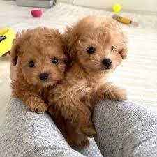 Poodle female puppies price in ahmedabad