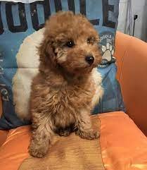 Champion line poodle puppies for sale in ahmedabad