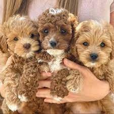 Champion line poodle puppies price in ahmedabad