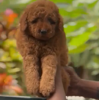 Champion line poodle puppies price in bangalore