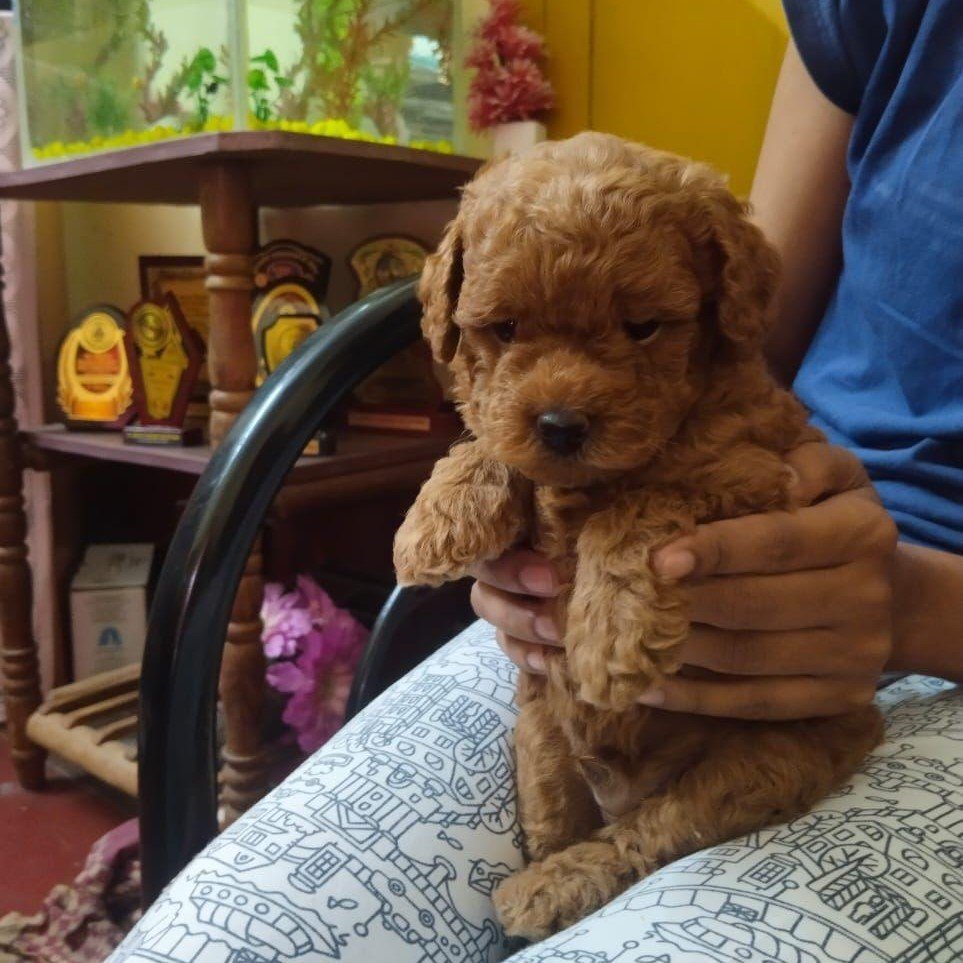 poodle puppies price in chennai