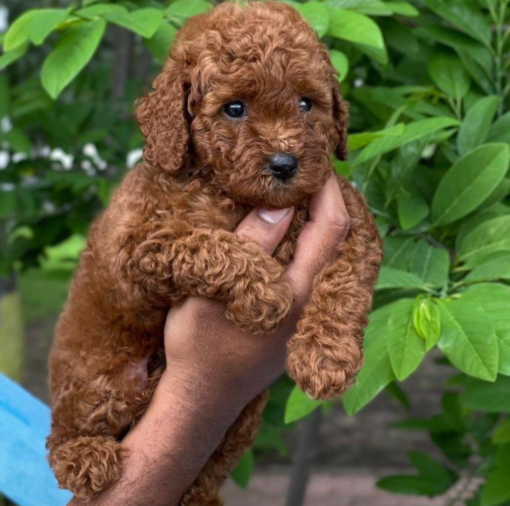 poodle male puppy for sale in chennai