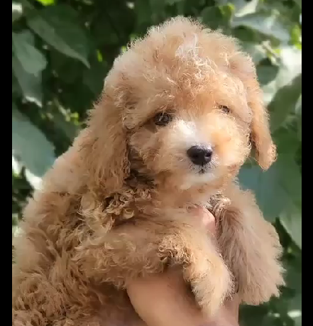 poodle male puppies for sale in goa