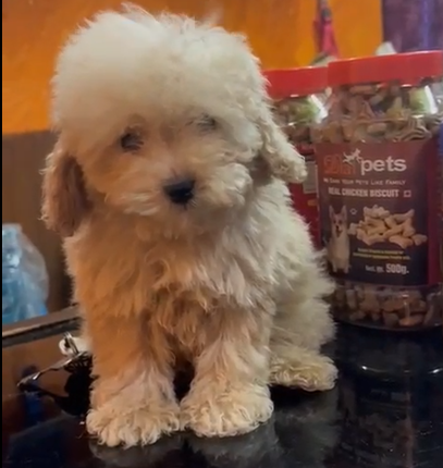 poodle female dog price in goa