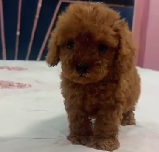 poodle pet shop in goa