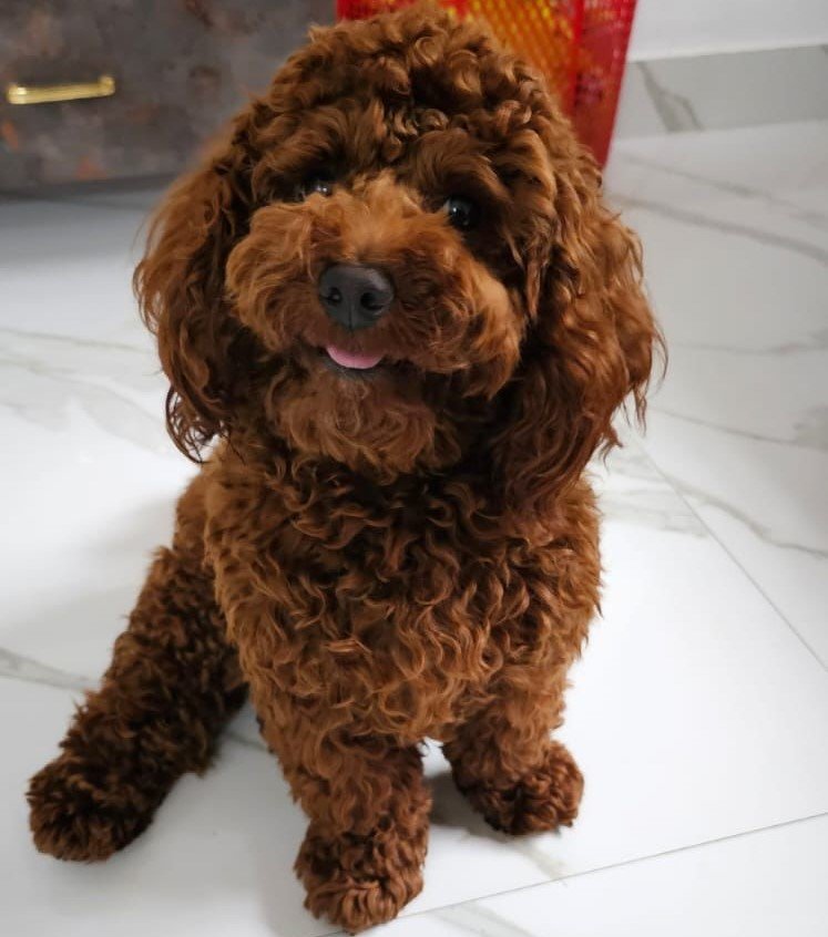Poodle dog breeder in hyderabad