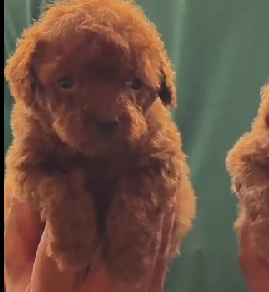 Poodle female puppy for sale in hyderabad
