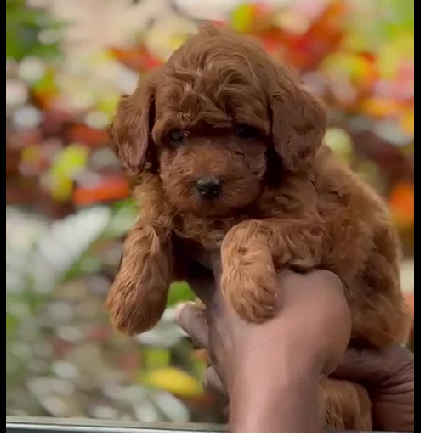 Poodle dog price in hyderabad