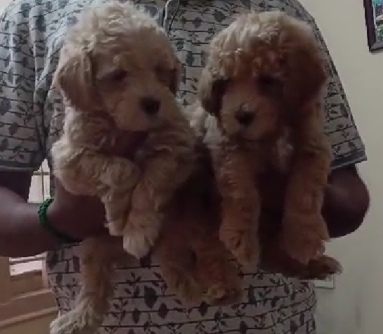 Poodle puppy price in hyderabad