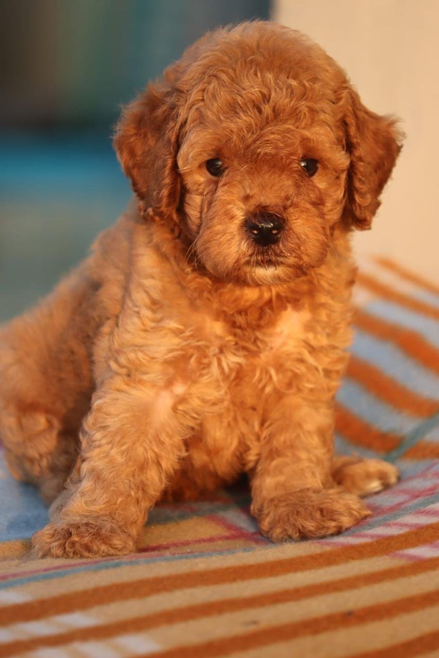 Poodle dog for sale online in India