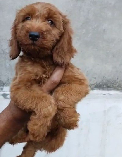 poodle puppies for sale online in jaipur