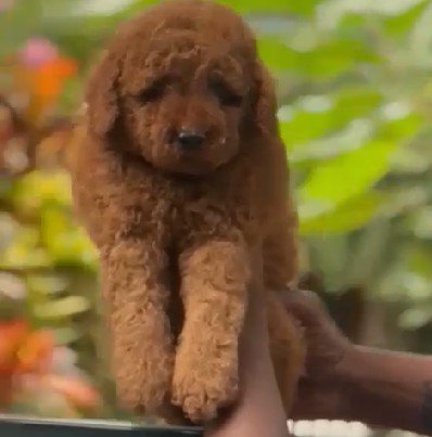 Poodle dog price in jaipur