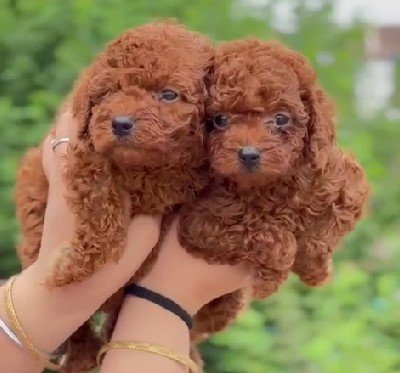 pure breed poodle puppies for sale in jaipur