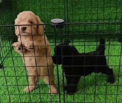 poodle dob breeder in jaipur