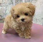 Poodle breed puppy for sale in Kolkata
