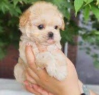 Poodle female puppies for sale in Kolkata