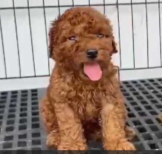 Poodle puppy for sale in Kolkata

