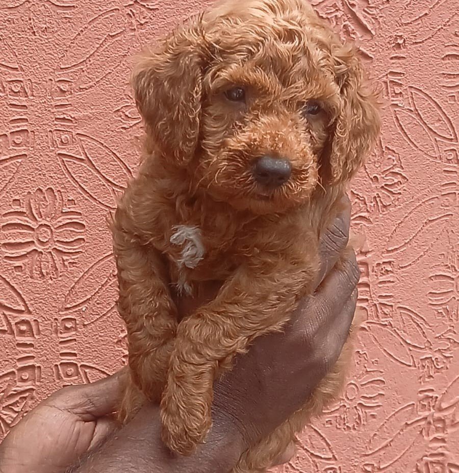 Poodle pet shop in pune