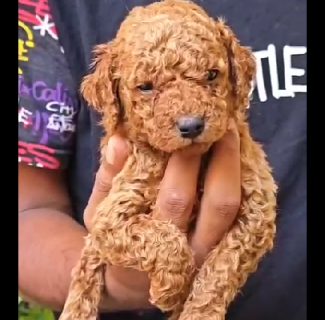 Poodle breed for sale in pune