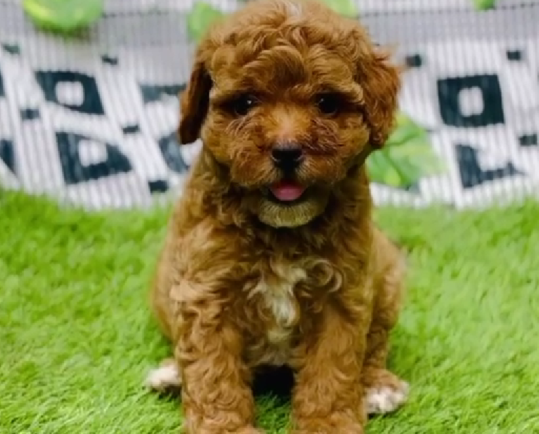 Poodle puppies for sale online in pune