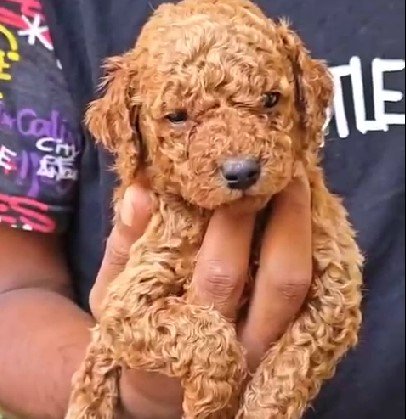 poodle pupies for sale online in vizag