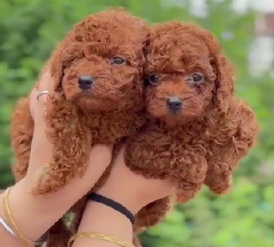 buy poodle breed puppy in vizag