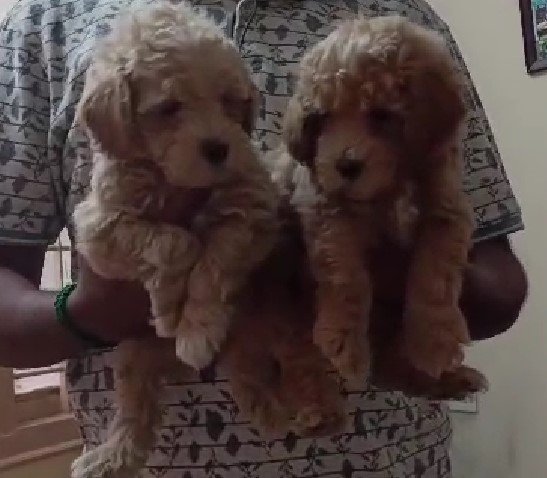 pure breed of poodle for sale in vizag