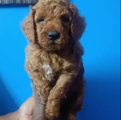 champion qulity poodle puppies price in vizag