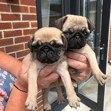 Pug female puppies for sale in mumbai