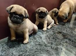 Champion line pug male puppies for sale in ahmedabad